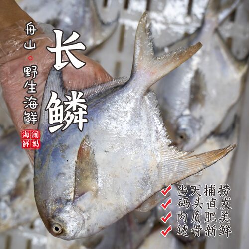 【闹妈海鲜】舟山海捕长鳞鲳鱼 各种规格 按条卖