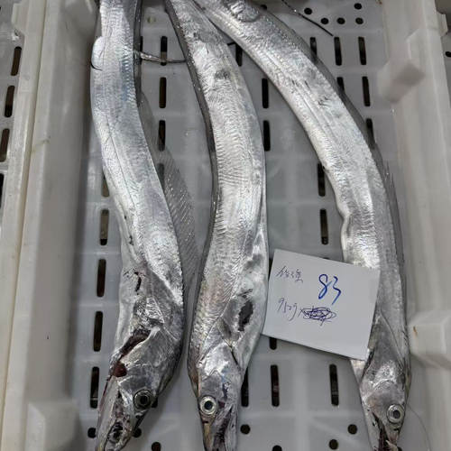 【闹妈海鲜】[受伤带鱼]亏本货/性价比高/规格多