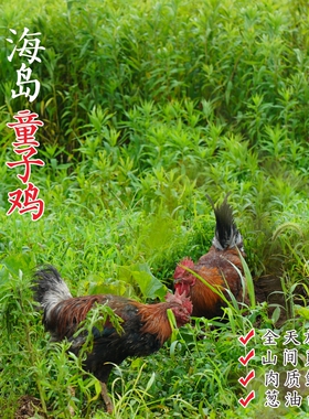 【闹妈】海岛原生态山地放养童子鸡4个月第3批包邮江浙沪皖