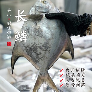 【闹妈海鲜】[鲜冻]舟山冬至后长鳞大鲳鱼肉质肥厚 各种规格
