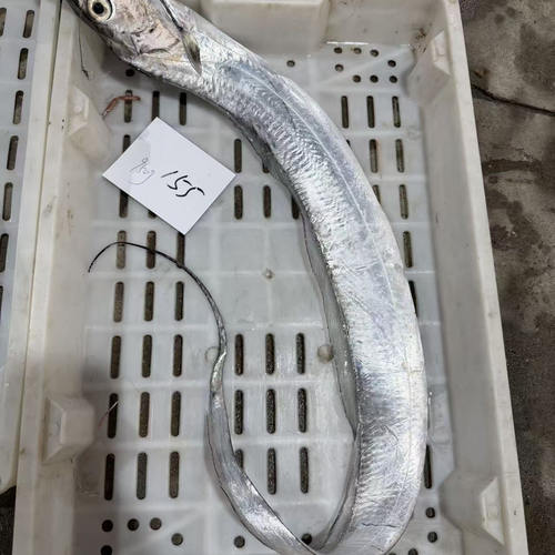 【闹妈海鲜】[好的鱼/虾]捡漏好货/小船鱼货捕捞少/各种规格