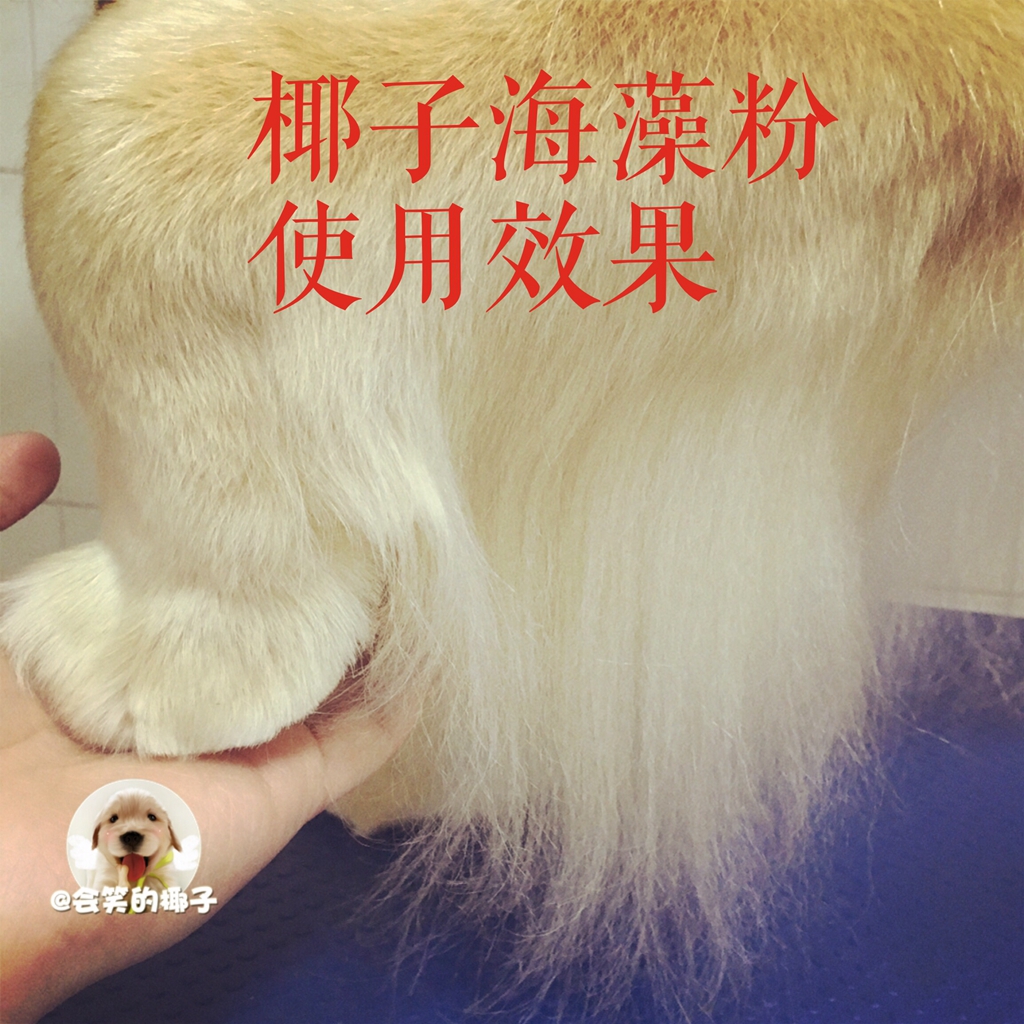會笑的椰子狗狗自制海藻粉 美毛粉 美毛發毛 全犬種適用