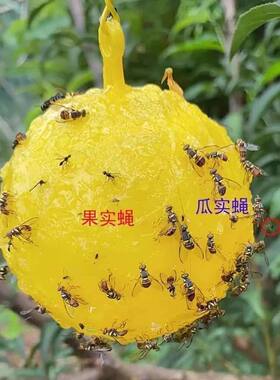 诱蝇球柑橘大实蝇瓜果实蝇诱捕器灭果蝇粘虫球板诱虫球针蜂引诱剂