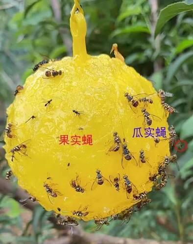 诱蝇球柑橘大实蝇瓜果实蝇诱捕器灭果蝇粘虫球板诱虫球针蜂引诱剂