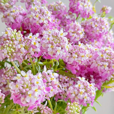 蜂室花种子300粒19元包邮