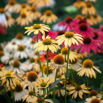 松果菊种子200粒多年生宿根