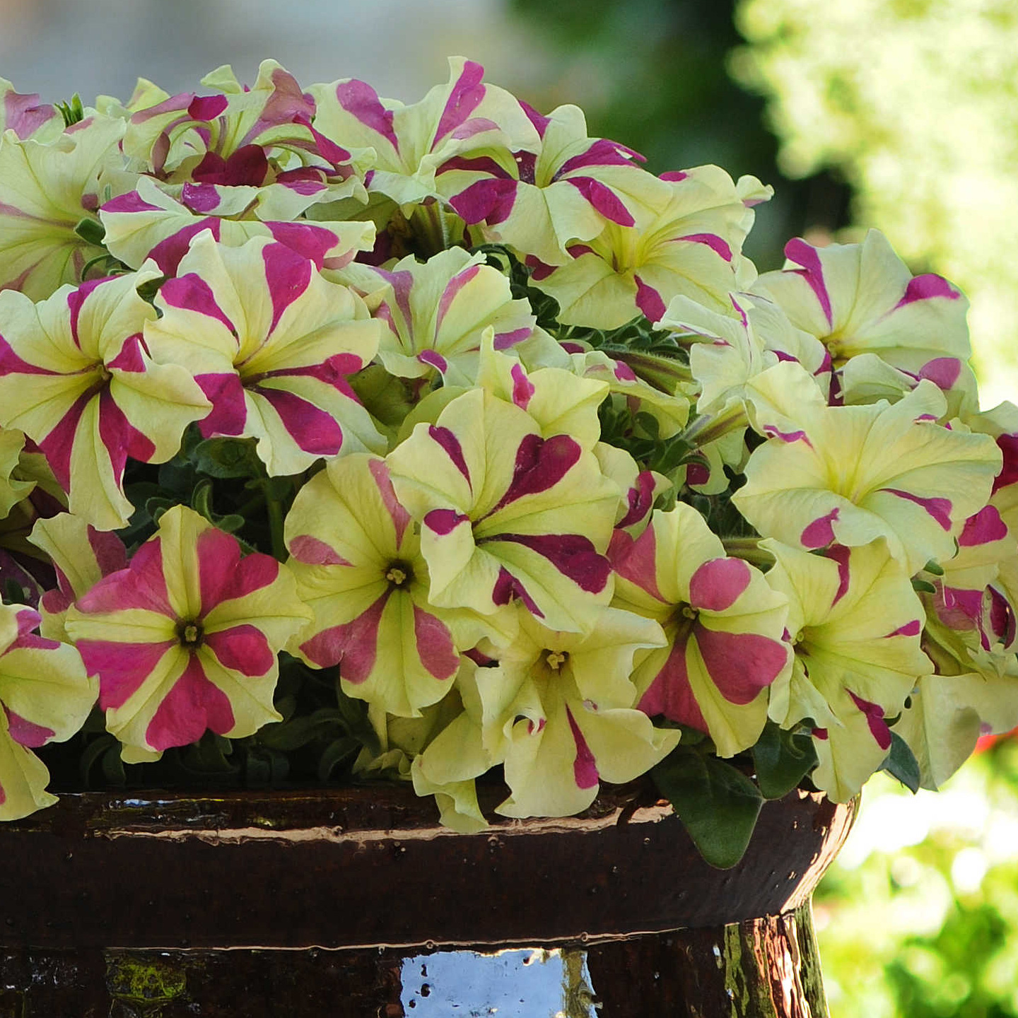 进口大花矮牵牛种子至雅系列