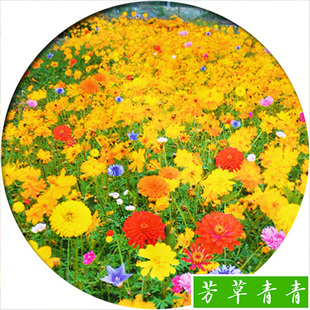 中杆野花组合集种子 花草易种室内室外阳台盆栽花卉花籽撒播200粒