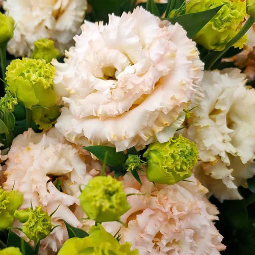 进口洋桔梗种子波浪系列