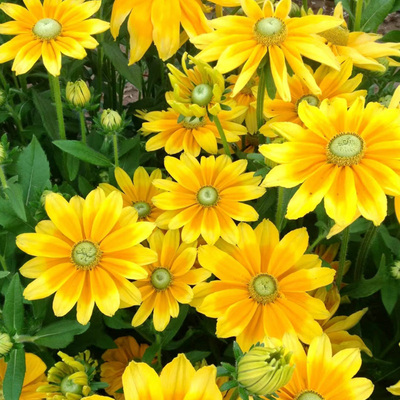 进口金光菊种子宿根多年生