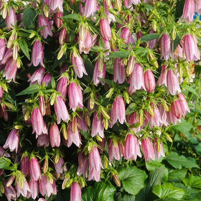 进口紫斑风铃草种子5粒