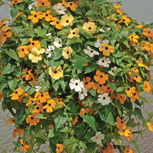 进口垂吊苏珊种子满19元包邮