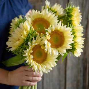 花籽 花园容易发芽花卉种子 进口切花向日葵种子 文森特花海春秋季