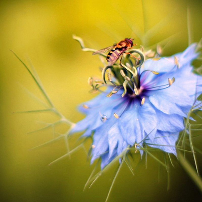 波斯宝石种子 黑子草花草四季易种室内阳台盆栽花卉植物 一袋30粒