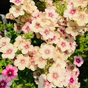 杏色福禄考种子200粒 焦糖樱桃复古色阳台盆栽耐旱地被植物花种籽