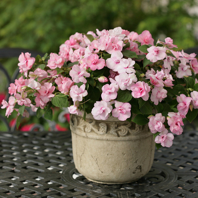 进口半重瓣洋凤仙种子 四季播 春播 花种子室内阳台盆栽易种 花籽