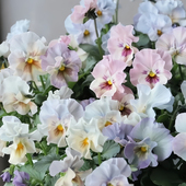 进口皱边角堇种子日本品种耐寒春秋播种颜色多变花开不断花卉种子