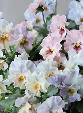 进口皱边角堇种子日本品种耐寒春秋播种颜色多变花开不断花卉种子