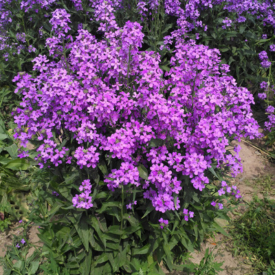 蓝香芥种子500粒19元包邮