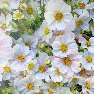 波斯菊凡尔塞种子100粒 新手易种阳台花盆庭院花园花海小清新花籽