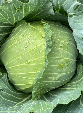 宝塔甘蓝种子春季秋季菜园室外室内播蔬菜种子包菜种紫色卷心菜籽