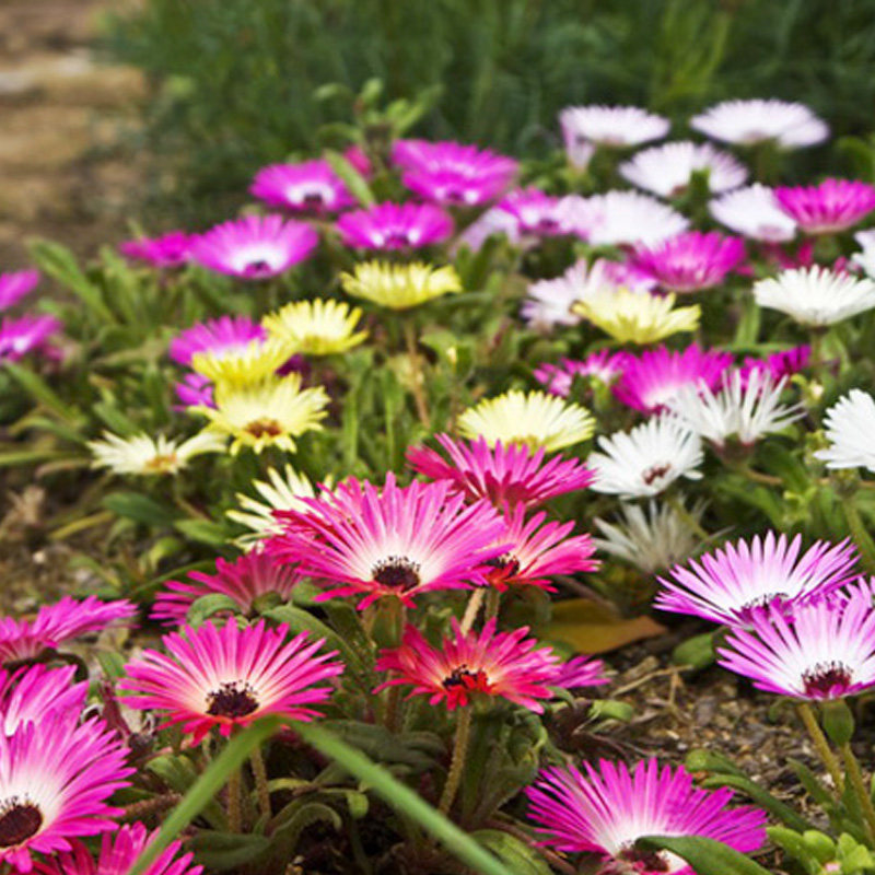 日中花种子 花草 四季可播 易种 室内阳台盆栽花卉花籽 一袋30粒