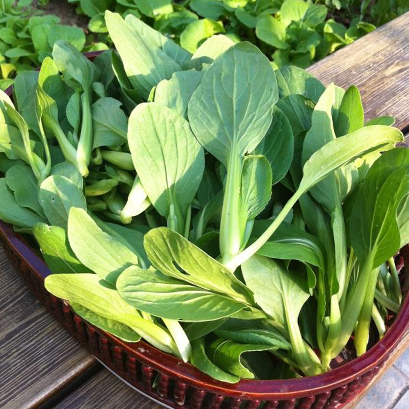鸡毛菜种子 上海青 小油菜籽 菜园室外室内阳台盆栽大包蔬菜种子