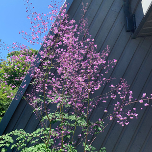 进口唐松草种子 多年生宿根花卉种子室外可过冬耐寒 切花盆栽花籽