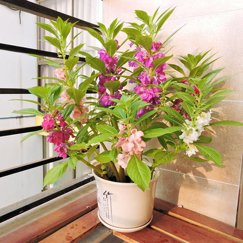 七彩凤仙种子满19元包邮