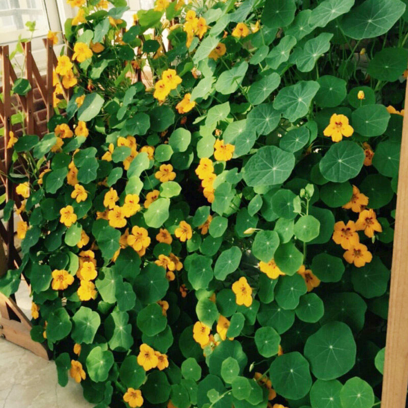 垂吊旱荷花种子 多色 旱金莲 春季 花草四季易种室内盆栽花卉花籽