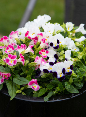 进口夏堇种子 夏播四季易种春播室内阳台盆栽花草花卉种子花籽