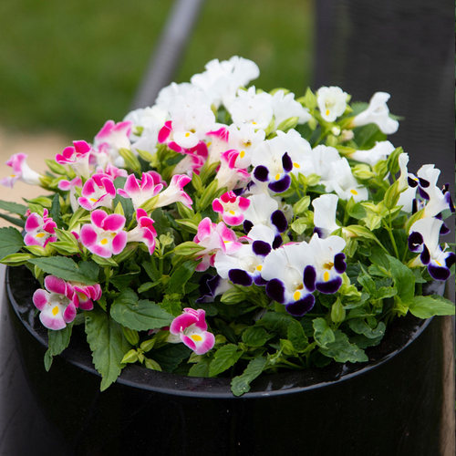 进口夏堇种子满19元包邮