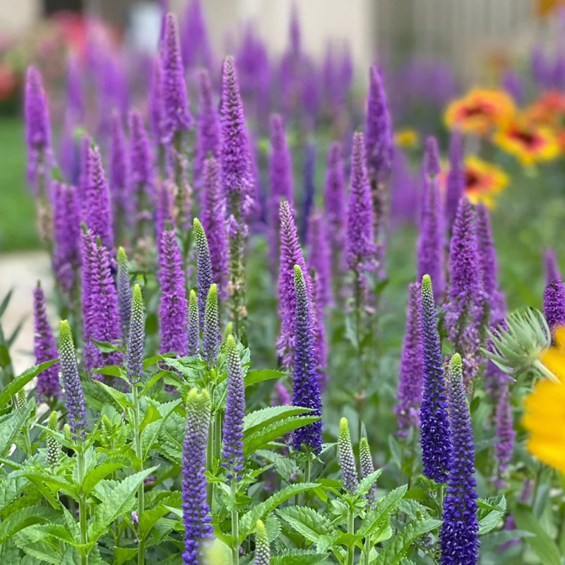 婆婆纳种子混色10000粒