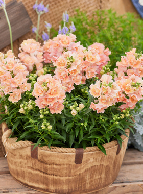 进口重瓣矮金鱼草种子 阳台室内盆栽花园露台春秋易播种 花卉种子