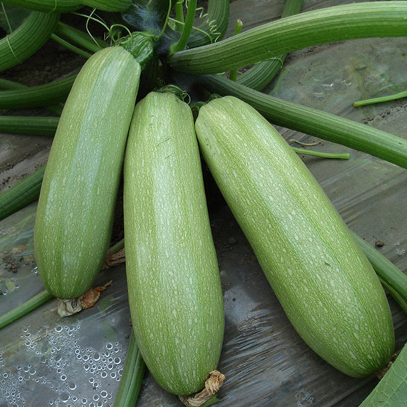 西葫芦种子 黄色春季秋季好种瓜菜籽 室外室内阳台种盆栽蔬菜种子