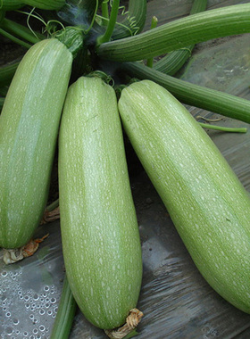 西葫芦种子 黄色春季秋季好种瓜菜籽 室外室内阳台种盆栽蔬菜种子