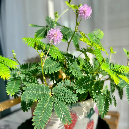 含羞草种子一袋30粒满19元包邮