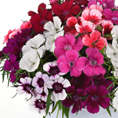 进口大花石竹种子春季 庭院四季 易种室内阳台盆栽花草花卉种子花籽