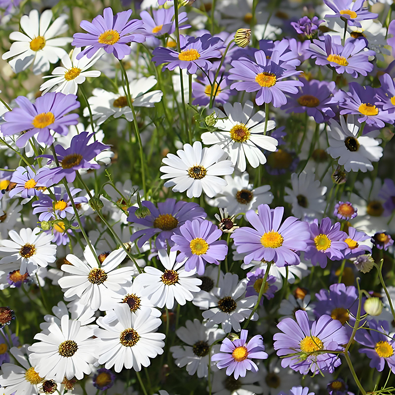 五色菊种子5000粒满19元包邮