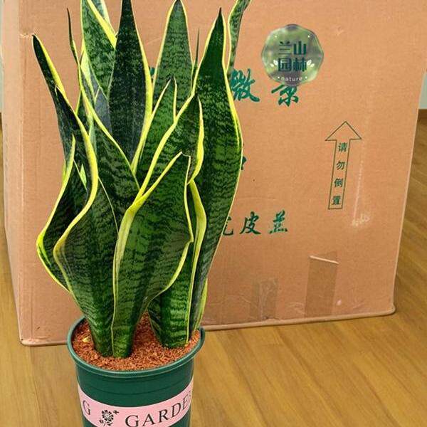 金边虎皮兰荷花兰室内绿植盆栽客厅桌面办公室除甲醛净化空气耐旱