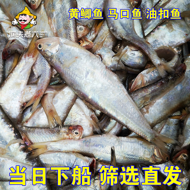 渤海湾新鲜鱼油鲫子马口图片