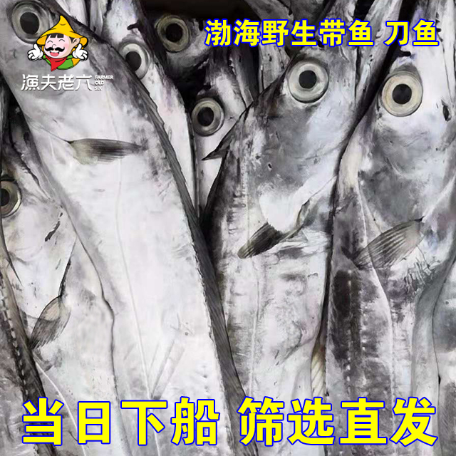 渤海湾深海鱼刀鱼带鱼