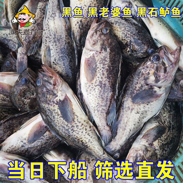 海捕黑寨黑鱼黑头鱼黑石鲈黑老婆鱼新鲜海鱼黑头鱼500g