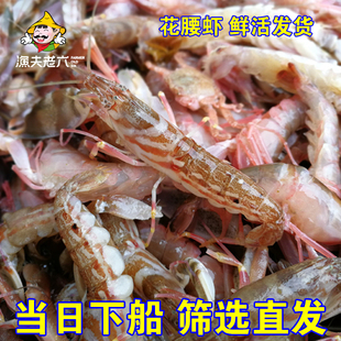 渤海湾海鲜鲜活嘎嘣虾嘎巴虾花腰虾夹板虾大花虾鼓虾狗虾500G