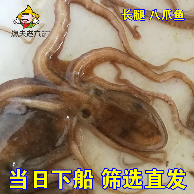 渤海海鲜长腿新鲜八爪鱼