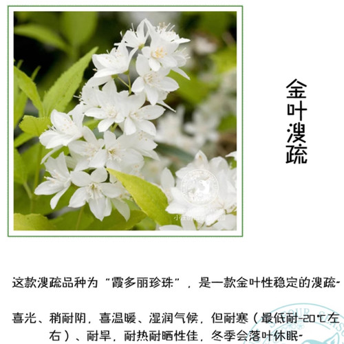 金叶溲疏 霞多丽珍珠 矮生灌木 多年生耐热耐寒 庭院阳台盆栽植物