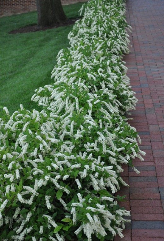 荷兰鼠刺 弗森虎耳苗 植物盆栽庭院花卉彩叶灌木耐热耐寒 小苗