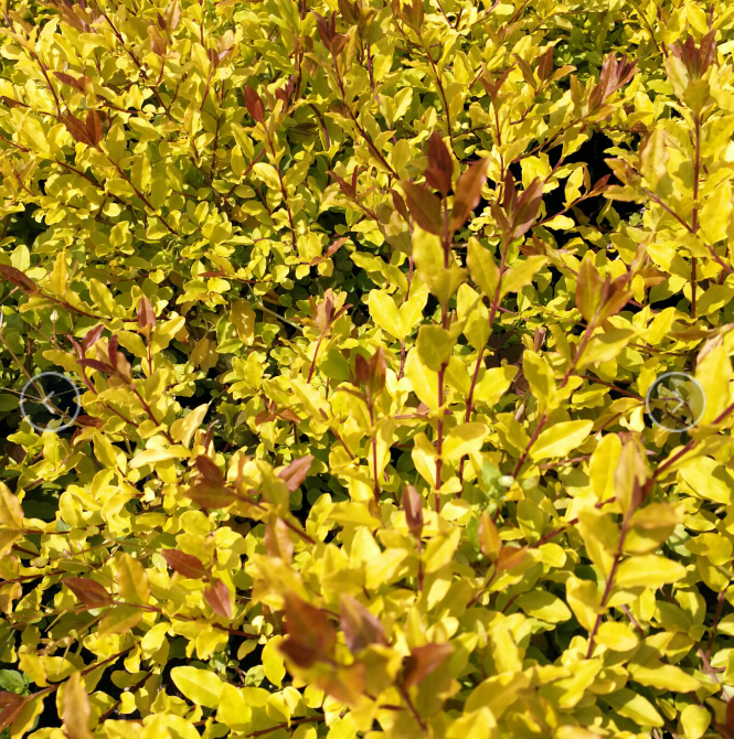 亮金女贞 柠檬之光 冬季不落叶 盆栽庭院金黄观叶植物 营养钵小苗