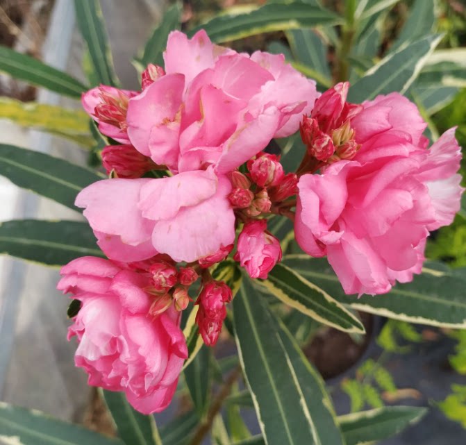 花叶夹竹桃观叶观花耐热低维护