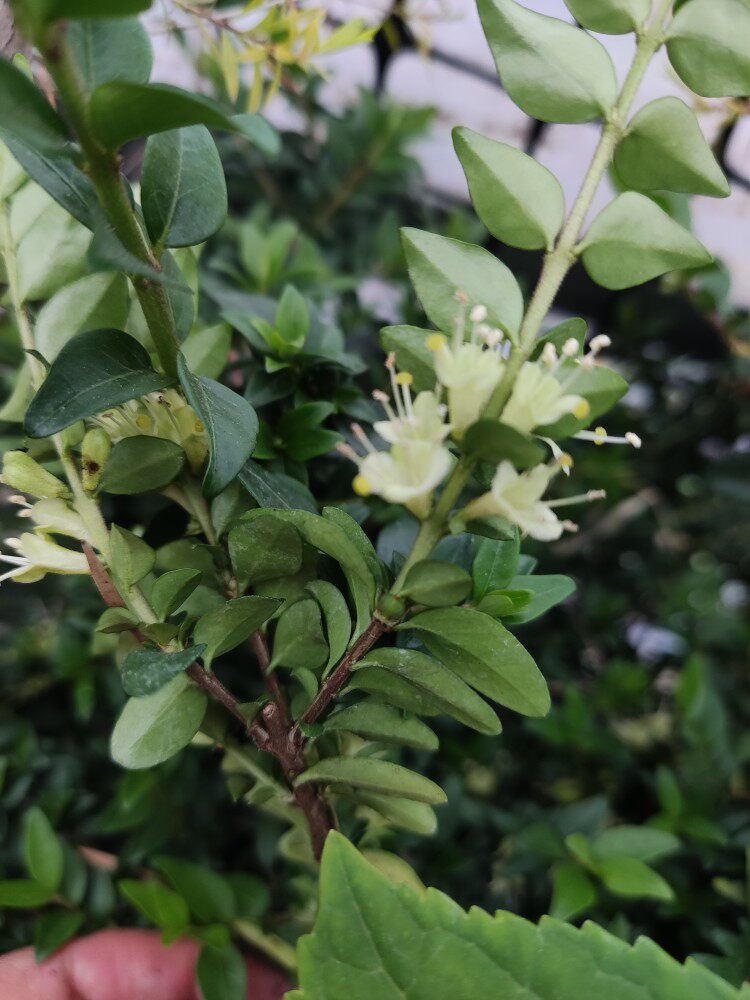 匍枝亮叶忍冬  常绿地被 营养钵苗